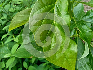 Green young avocado Persea americana leaves in the nature background