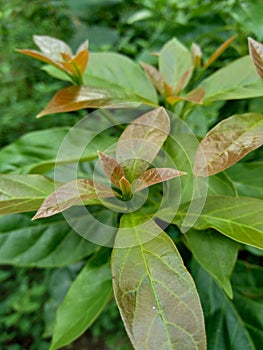 Green young avocado Persea americana leaves in the nature background