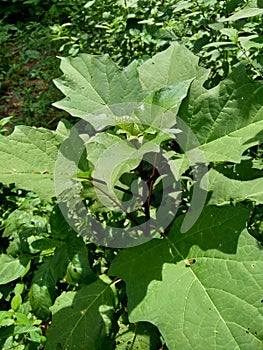 Green young avocado Persea americana leaves in the nature background