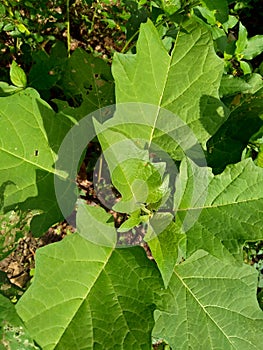 Green young avocado Persea americana leaves in the nature background