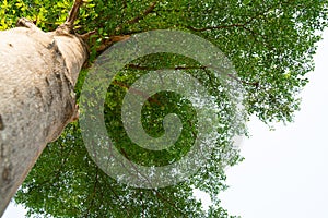 Green young beech leaves