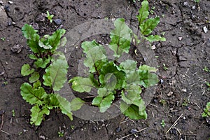 Green young beet sprouts on a bed, garden plot, beet leaves