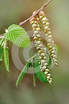 Green young buds and sprout