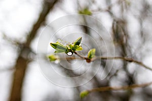 Green young buds on a tree branch with water drops