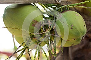 Green young coconut fruit