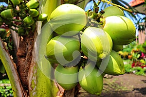 Green young coconut good for health can care our body from many kind of diseases photo