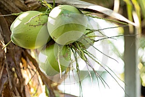 Green young coconut tree fruit