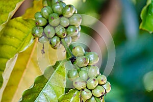 Green/young coffee beans on a coffee farm. Selective focus.