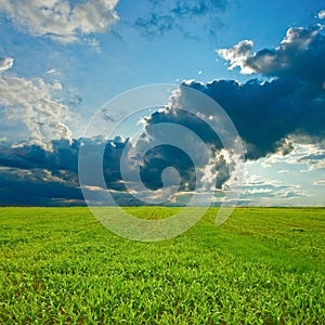 Green young corn field