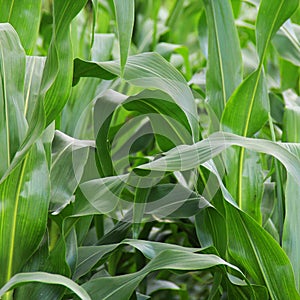 Green young corn field
