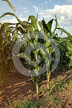 Green young corn field