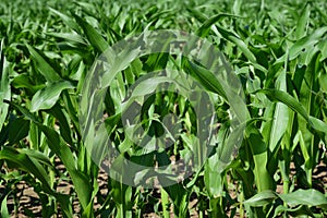Green young corn plants on a field in spring