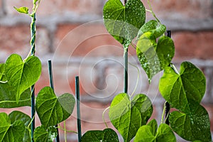 Green young creeping plant, climber, typical tropical jungle plant with green heart-shaped