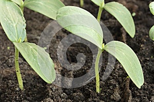 Green young cucumber seedling. Closeup