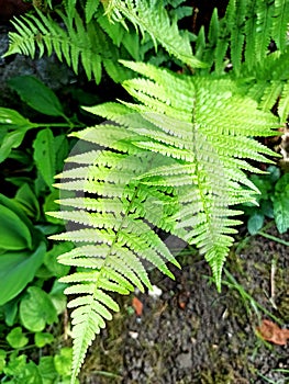 Green and young fern photo