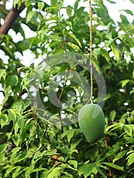 Green young fresh unripe mango fruit hanging an the tree in organic farm home stay farm house under morning sunlight
