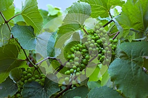 Green and young grape cluster in the tree.Green grape cluster. New green grape in the vineyard.