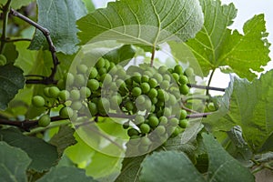 Green and young grape cluster in the tree.Green grape cluster. New green grape in the vineyard.