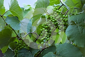 Green and young grape cluster in the tree.Green grape cluster. New green grape in the vineyard.