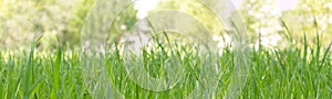 Green young grass close up banner, selective soft focus