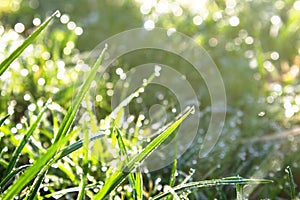 Green young grass in the morning dew in early spring highlighted by the rays of the rising sun, space for text, close-up