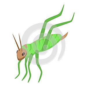 Green young grasshopper icon isometric vector. Art ant