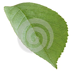 green young leaf of a plum or apple tree. isolate, cut out. white background