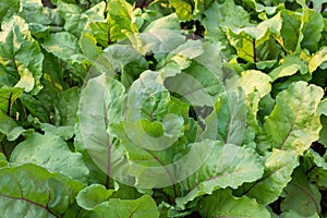 Green young leaves of beetroot growing in garden. Closeup. Mangold or Beet leaves background