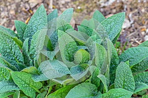 Green young leaves of comfrey,Symphytum Asperum.Selective focus.Concept of usefulness of plants in medicine, fertilizer for the photo