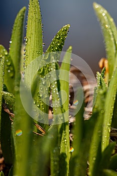 Green young leaves of garden flowers with water drops macro photography.