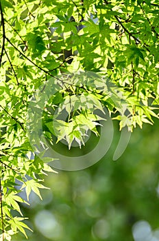 Green young leaves of Palmatum.