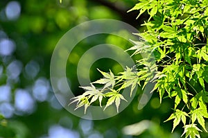 Green young leaves of Palmatum.