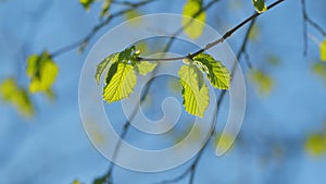 Green Young Leaves And Sun On Blue Sky. Panoramic Clear Sky View And Green Leaves.