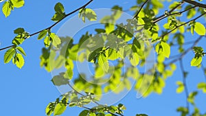 Green Young Leaves And Sun On Blue Sky. Panoramic Clear Sky View And Green Leaves. Real time.