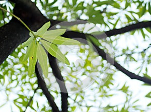 Green young leaves of tropical plant, Dita, Shaitan wood, Devil Tree, Alstonia scholaris L R.Br. photo