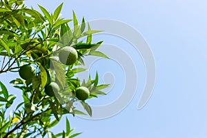 Green young Lemon leaf on blue sky background