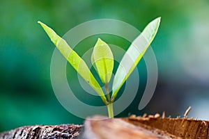 Green young little tree emerge from wood stump