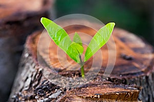 Green young little tree emerge from wood stump photo