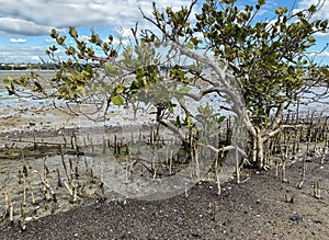 Green young Mangrove trees and pnematophores - roots growing from the bottom up for gas exchange. Planting mangroves in