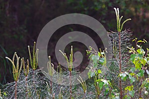 Green young needles on the pine in the forest