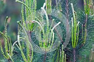 Green young needles on the pine in the forest