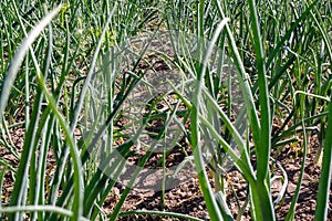 Green young onion growing in the garden