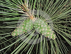 Green young pine cones in pine needles.