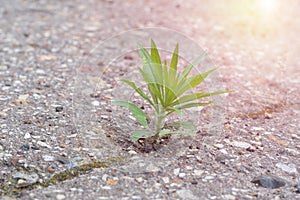 Green young plant is growing through the cracked hard asphalt on summertime on bright sunlight. Concept