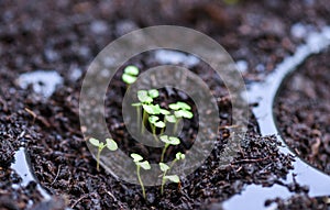 Green young plant growing gardening plantation agriculture concept - planting vegetables leaf on soil in the garden nursery