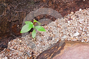 Green young plant growing through small rocks with flanked by brown stone.