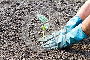 Green young plant, sprout. Spring and new life symbol, ecology,gardening.