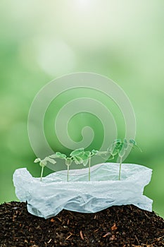 Green young plants growing in plastic bag