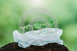 Green young plants growing in plastic bag photo