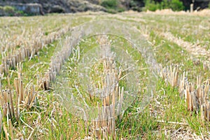 Green young plants sprout in rice paddy field